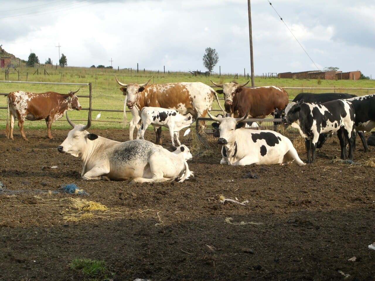 Nguni Breeding Cows – In Calf