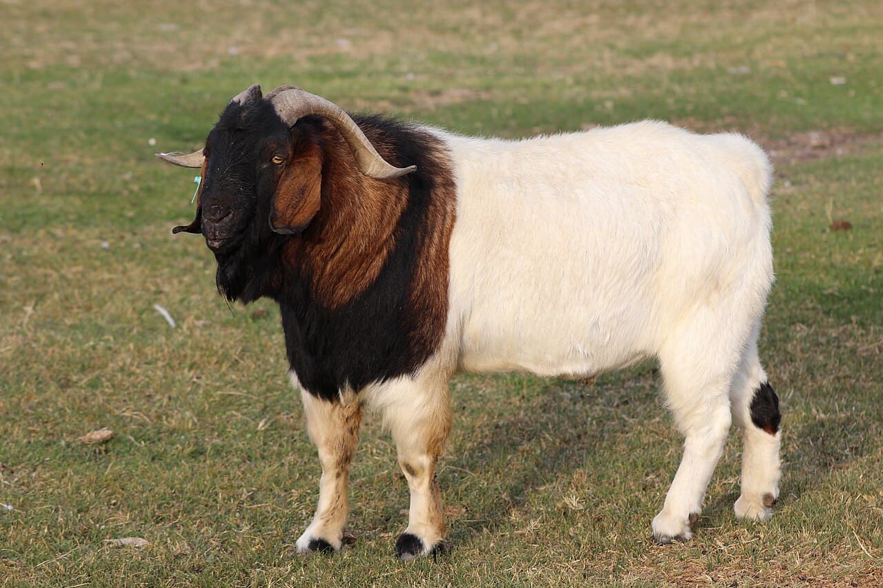 Boer Goat Breeding Does